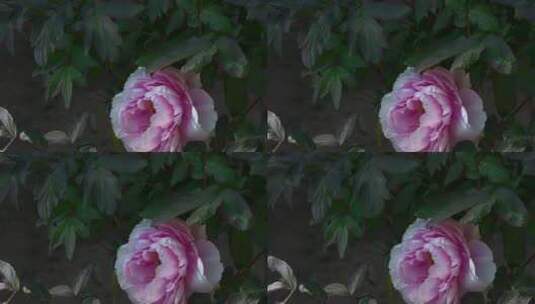 花朵升格视频粉红色牡丹花高清在线视频素材下载