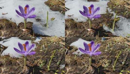 藏红花与融雪高清在线视频素材下载