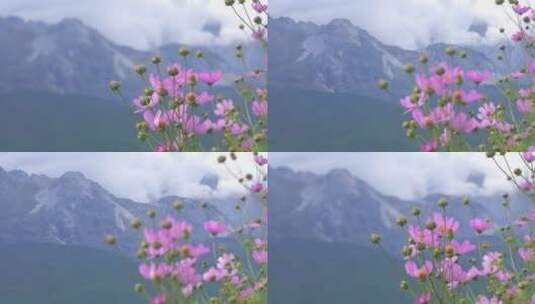 雪山背景下的紫色波斯菊高清在线视频素材下载
