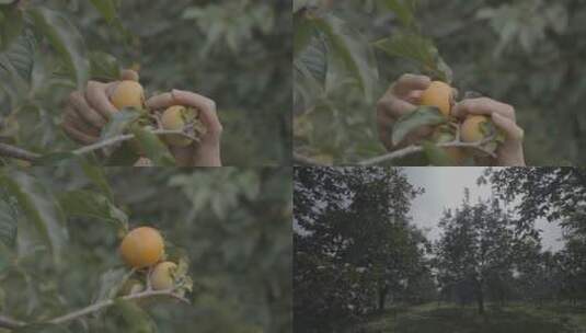 柿子树成熟火晶柿子红色挂满枝头镜头合集9高清在线视频素材下载