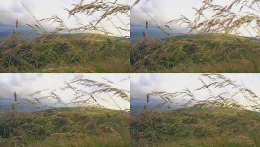 海边悬崖野生水稻植物稻穗高清在线视频素材下载
