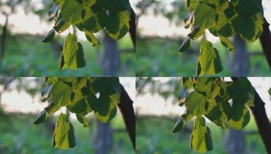 逆光唯美拍摄树叶高清在线视频素材下载