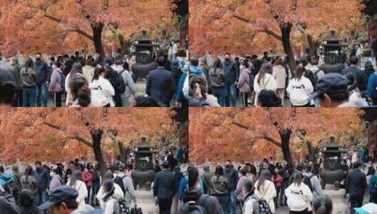 香山上午秋天红叶观赏人流高清在线视频素材下载