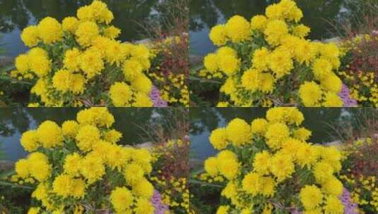 十月唯美黄色菊花高清在线视频素材下载