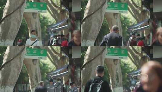 杭州老街道的梧桐树飘落的棉絮高清在线视频素材下载