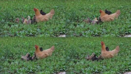 春天农家饲养母鸡孵小鸡高清在线视频素材下载