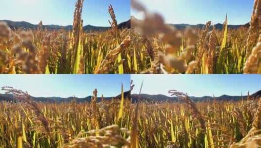 小麦秋季高清在线视频素材下载