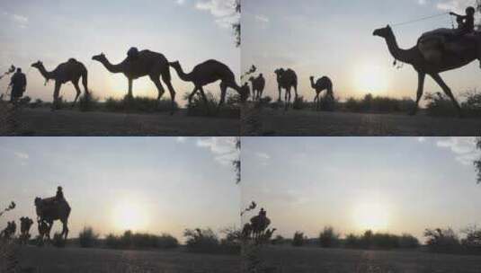 骆驼走在沙漠高清在线视频素材下载