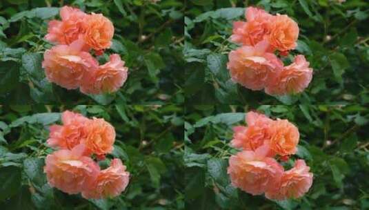 粉红的玫瑰花高清在线视频素材下载