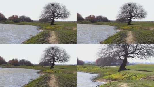 自然风光景色初秋水塘边湿地公园高清在线视频素材下载