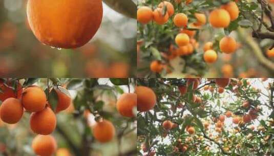 果园 果农 采摘 橙子 丰收高清在线视频素材下载