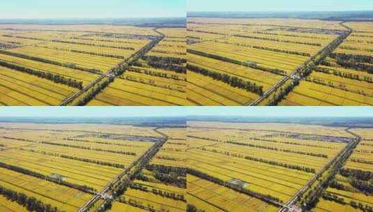秋天里成熟金黄色稻田地高清在线视频素材下载
