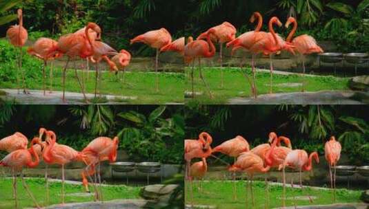 动物园 火烈鸟 红鹳高清在线视频素材下载