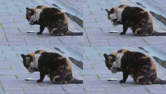 猫在地上吃鱼高清在线视频素材下载
