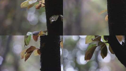 雨后的植物高清在线视频素材下载