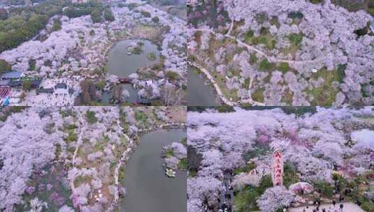 航拍武汉东湖樱花园樱花盛开合集高清在线视频素材下载