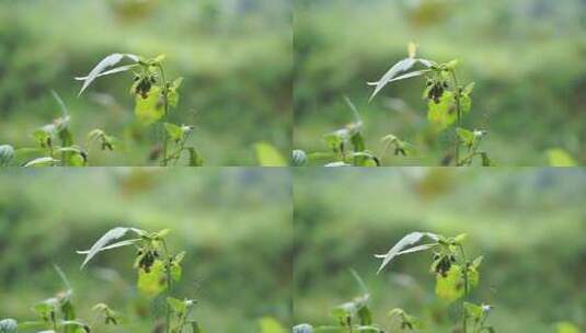 花茎的特写高清在线视频素材下载