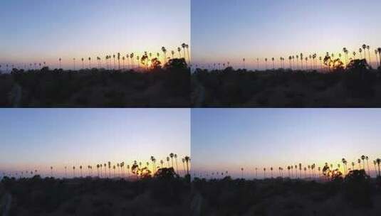 阳光洒落在棕榈树上高清在线视频素材下载
