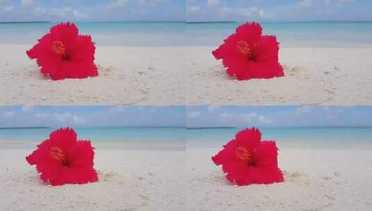 沙滩上一朵红色的花高清在线视频素材下载
