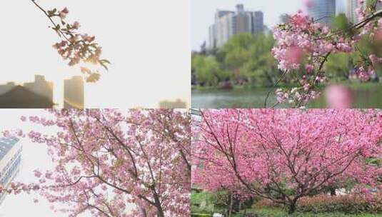春天海棠花唯美实拍高清在线视频素材下载
