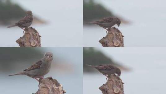 麻雀小鸟枝头觅食进食高清在线视频素材下载