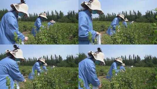 金银花 种植 加工 收获 农业 三农 农村振兴 药材 中药种植 金银花加工 金银花种植 (10)高清在线视频素材下载