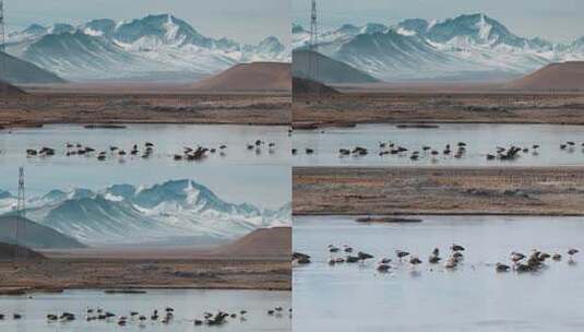 西藏旅游风光喜马拉雅珠穆朗玛峰鸟类高清在线视频素材下载