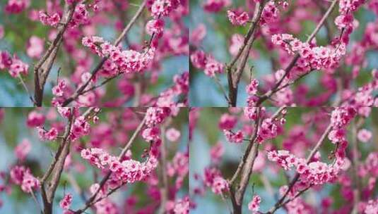 春天明媚阳光下的桃花盛开特写高清在线视频素材下载