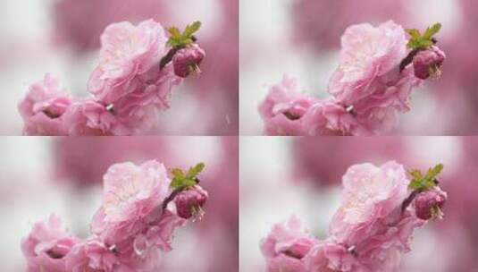 雨中的花朵【慢动作】高清在线视频素材下载