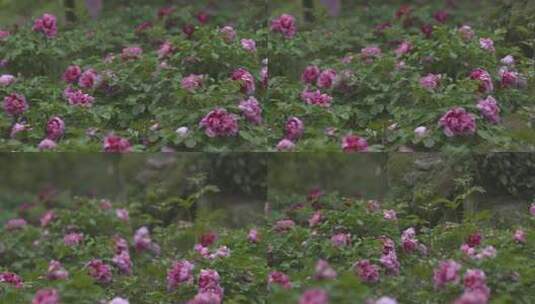 h牡丹朵朵盛开高清在线视频素材下载