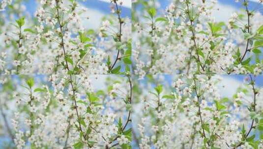 春天春季立春鲜花盛开开花高清在线视频素材下载