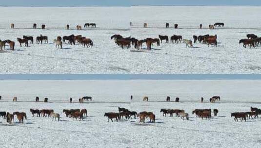 原创 内蒙古呼伦贝尔雪原野马奔跑航拍高清在线视频素材下载