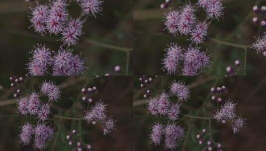 泥胡菜紫色花朵高清在线视频素材下载