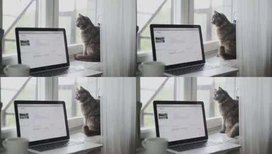 小猫边上办公 居家办公 养猫星人 养猫 猫咪高清在线视频素材下载