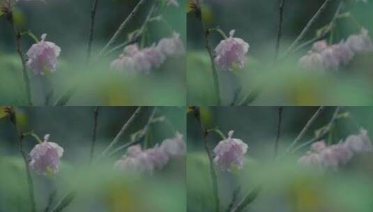 雨后的春花和绿叶·1高清在线视频素材下载