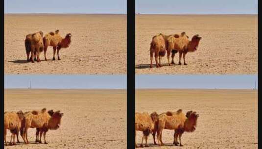 4K高清实拍动物骆驼高清在线视频素材下载