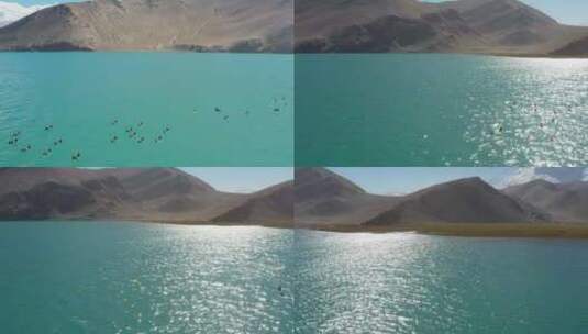 新疆山脚下青色湖中央鸭子戏水航拍高清在线视频素材下载