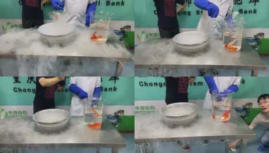 液氮冷冻金鱼实验4K高清在线视频素材下载