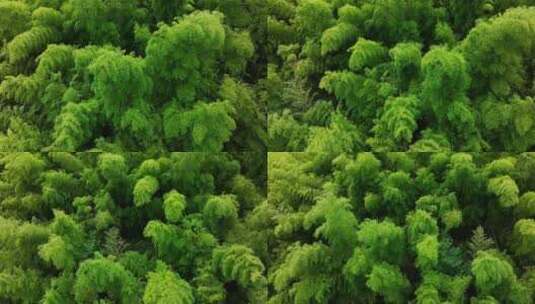 绿色的竹林高清在线视频素材下载