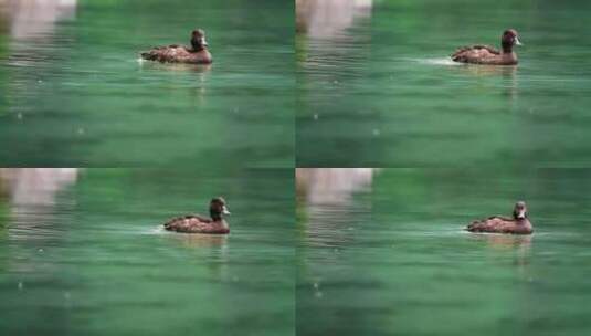 春江水暖鸭先知、鸭子在水中摇晃高清在线视频素材下载