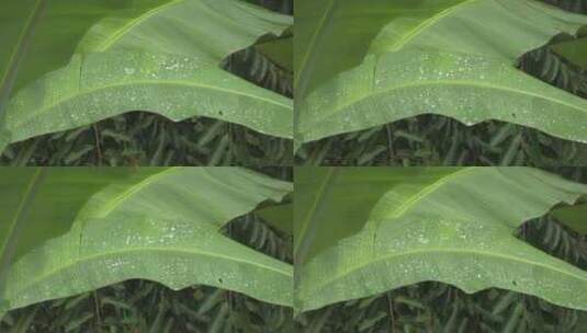 雨季里的芭蕉叶高清在线视频素材下载