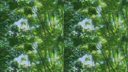 仰视树木绿叶空镜高清在线视频素材下载