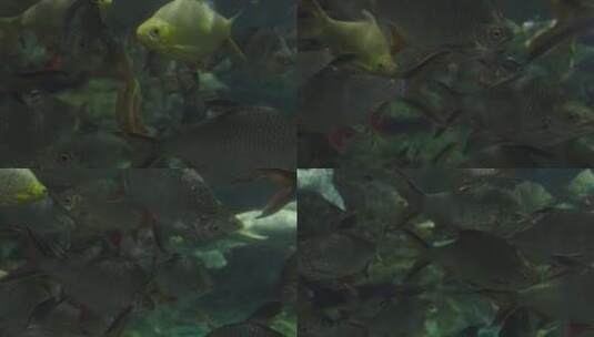 海底世界 鱼群高清在线视频素材下载