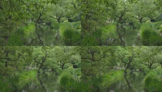自然-树林-湖面-平静-全景高清在线视频素材下载