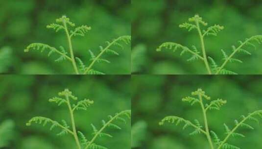 蕨类植物森林植物特写绿叶森林高清在线视频素材下载