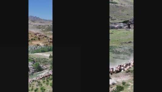 高清竖屏航拍新疆萨尔布拉克牛羊大转场高清在线视频素材下载