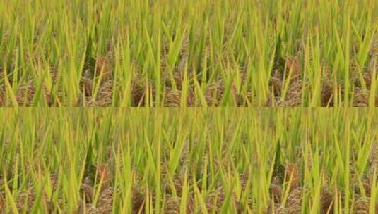 秋天稻田稻子水稻稻穗特写高清在线视频素材下载