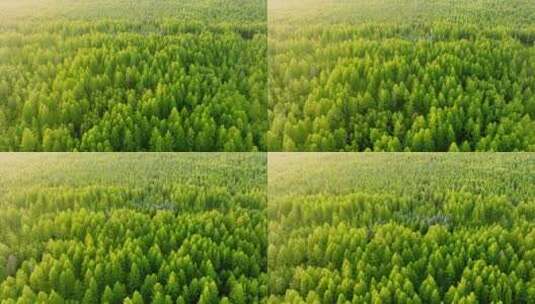 森林阳光自然风景生态环境高清在线视频素材下载