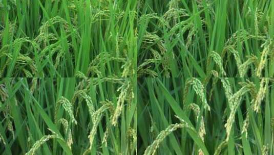 水稻种植，稻田风光高清在线视频素材下载
