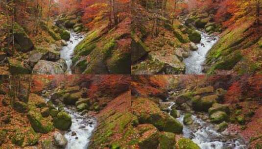 秋日森林多彩的颜色和小溪流高清在线视频素材下载